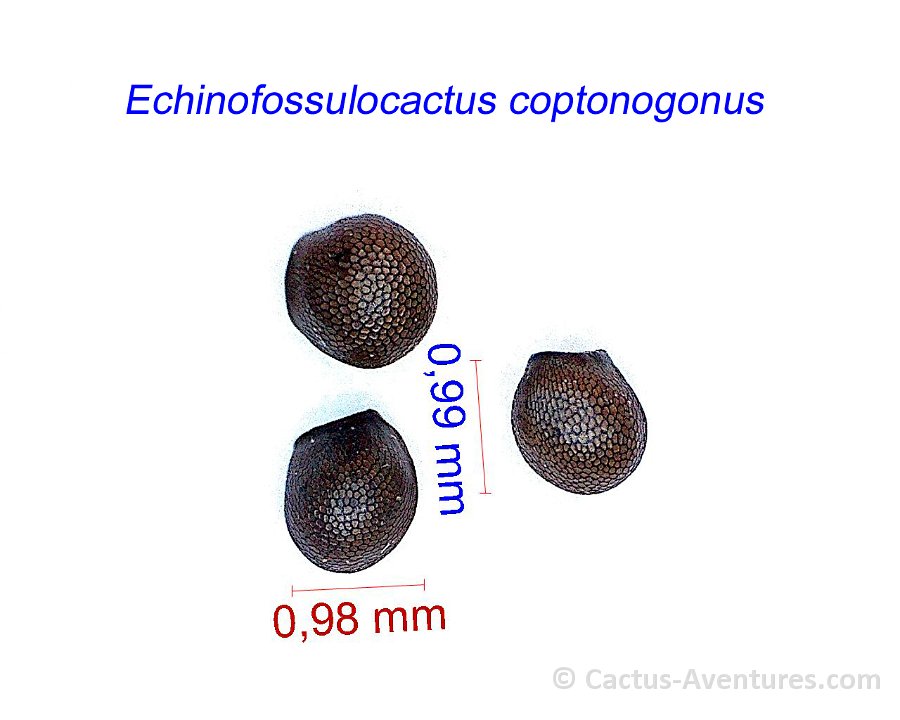 Echinofossulocactus coptonogonus JM